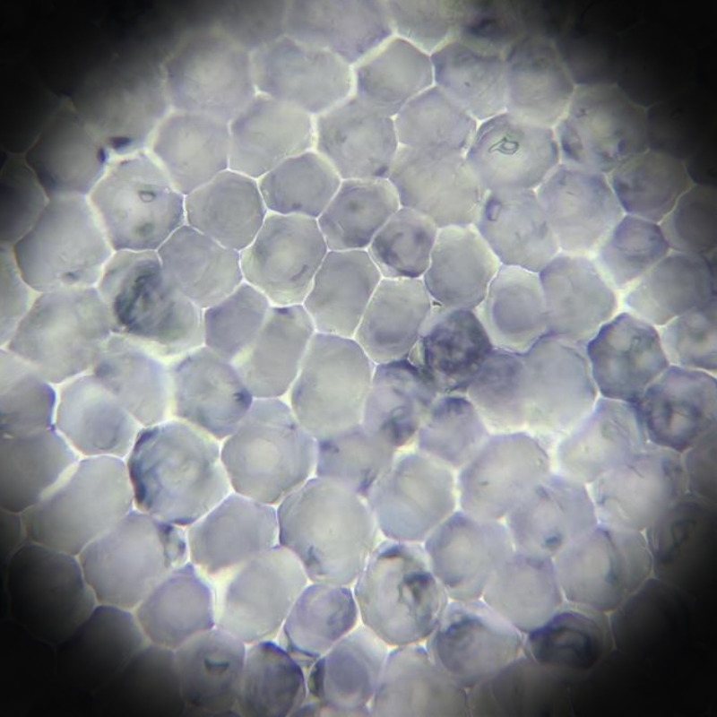 kroonbladcel,29-9-25