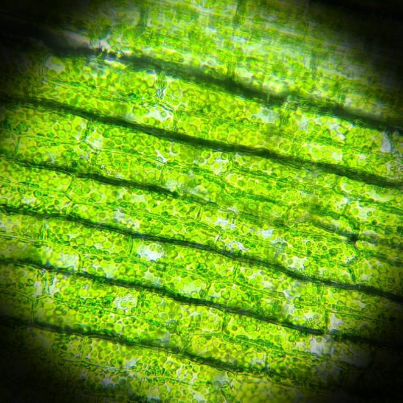 waterpestcel,29-9-25